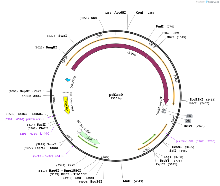46569-plasmid-map-sequence-id-364492