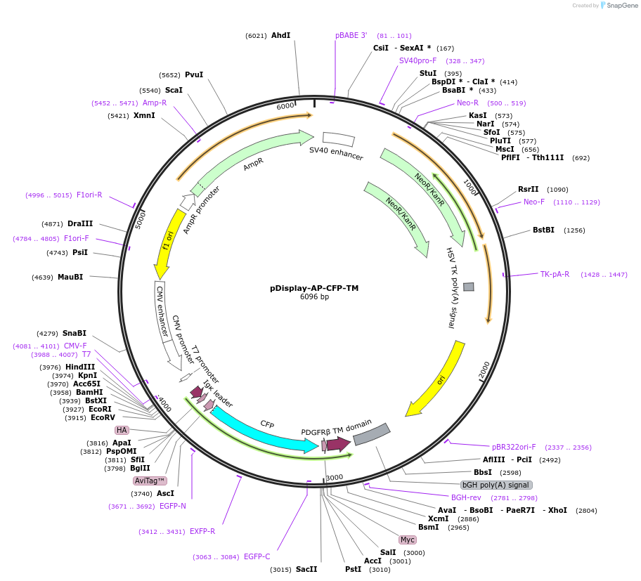 20861-plasmid-map-sequence-id-364497