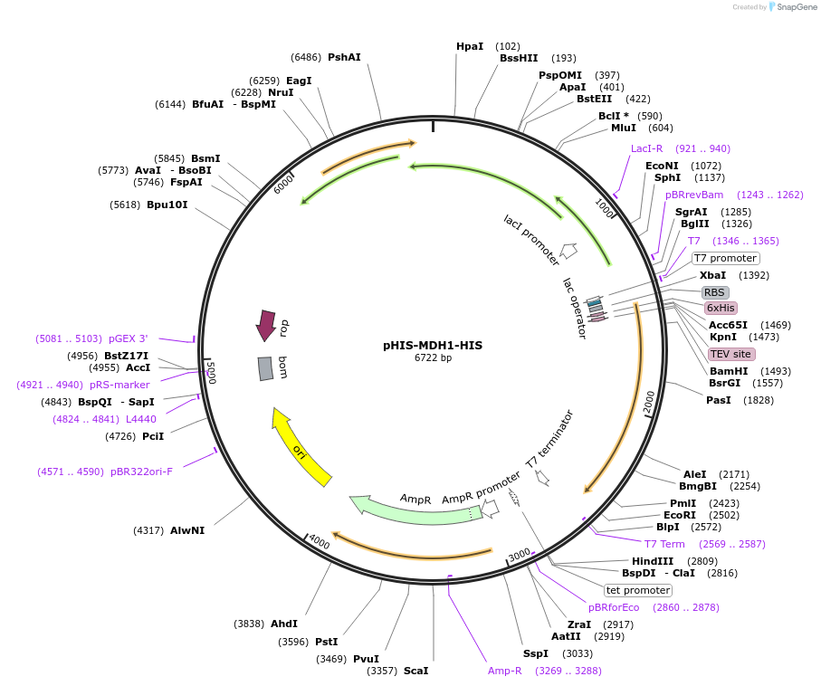 184558-plasmid-map-sequence-id-364500