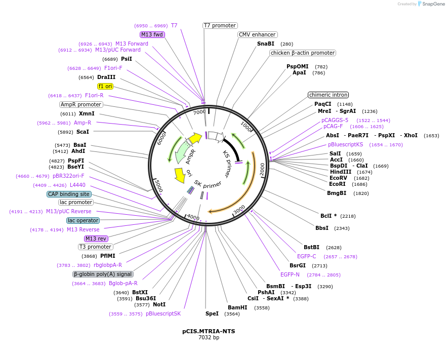 184614-plasmid-map-sequence-id-364504