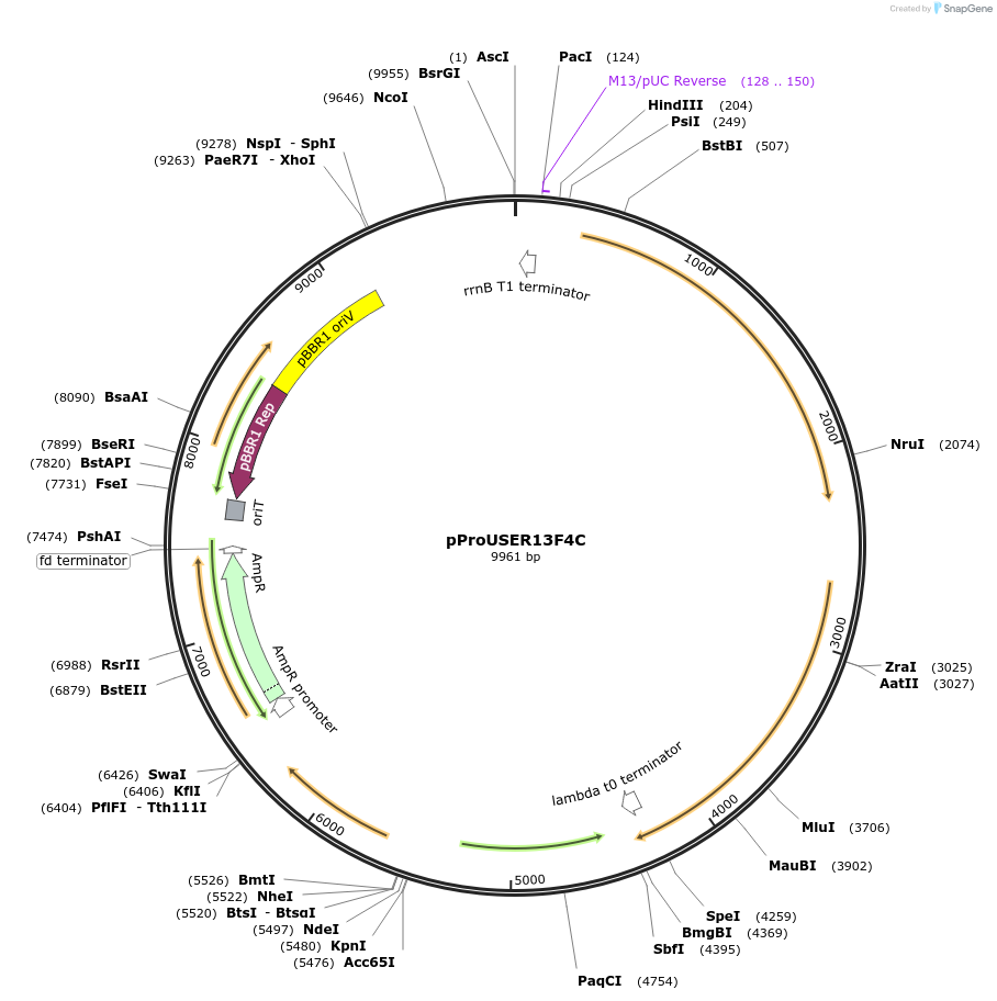 178023-plasmid-map-sequence-id-364507
