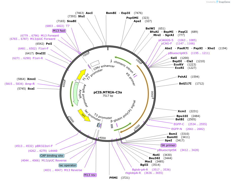 184601-plasmid-map-sequence-id-364510
