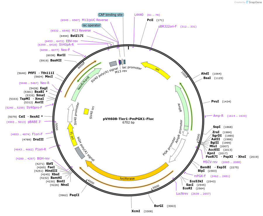 169543-plasmid-map-sequence-id-364523