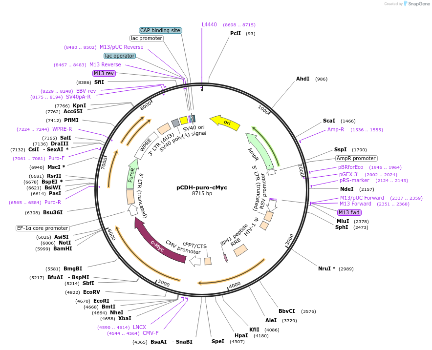 46970-plasmid-map-sequence-id-364532