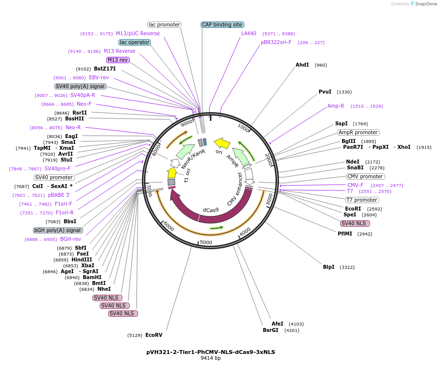 169596-plasmid-map-sequence-id-364536