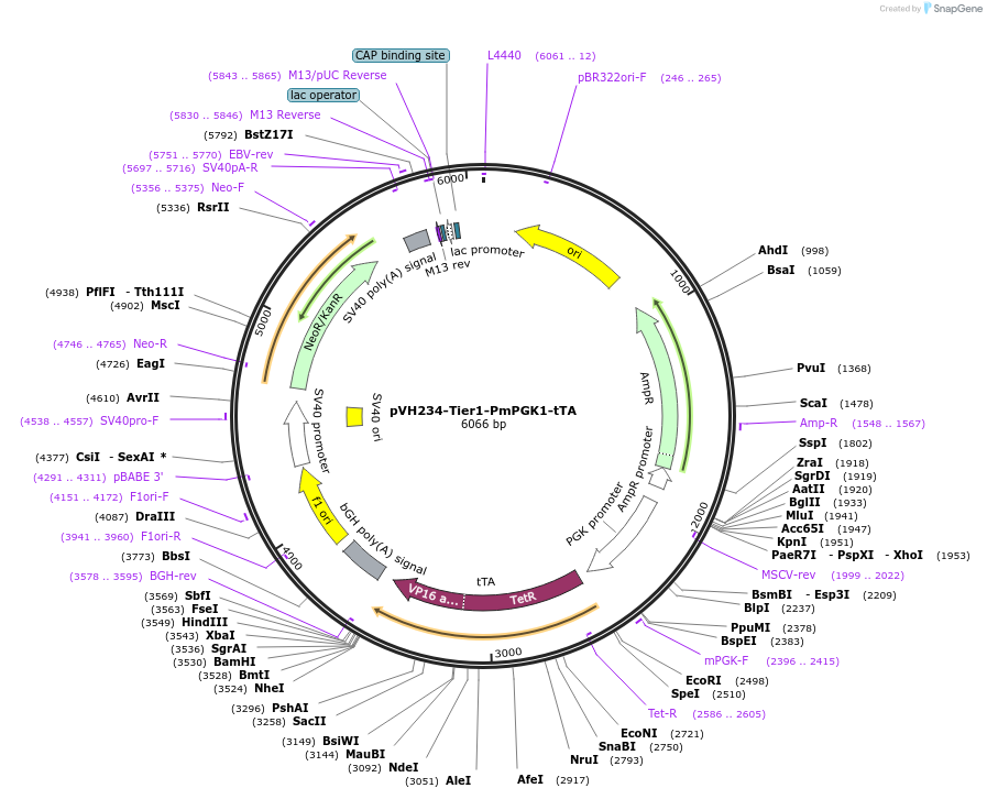 169574-plasmid-map-sequence-id-364539