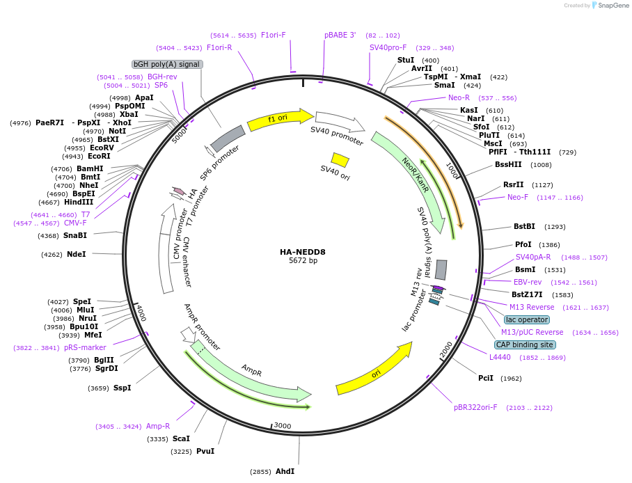 18711-plasmid-map-sequence-id-364544