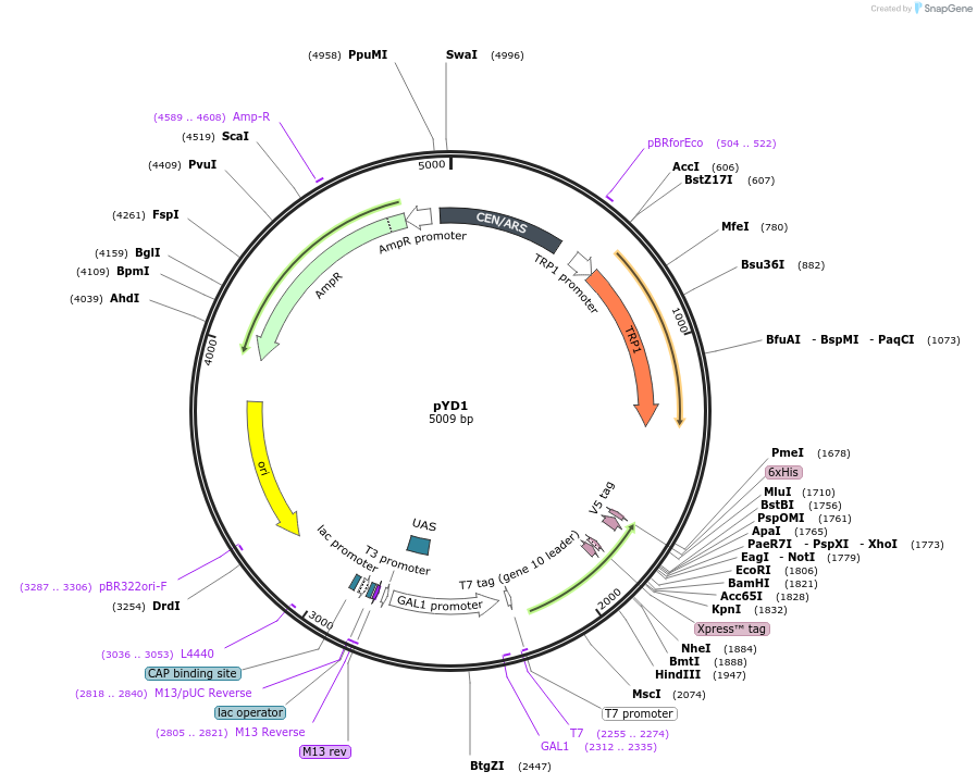 73447-plasmid-map-sequence-id-364550