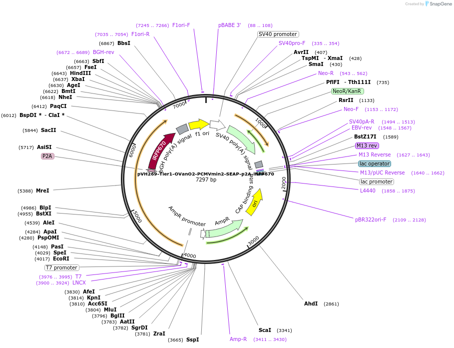 169667-plasmid-map-sequence-id-364554