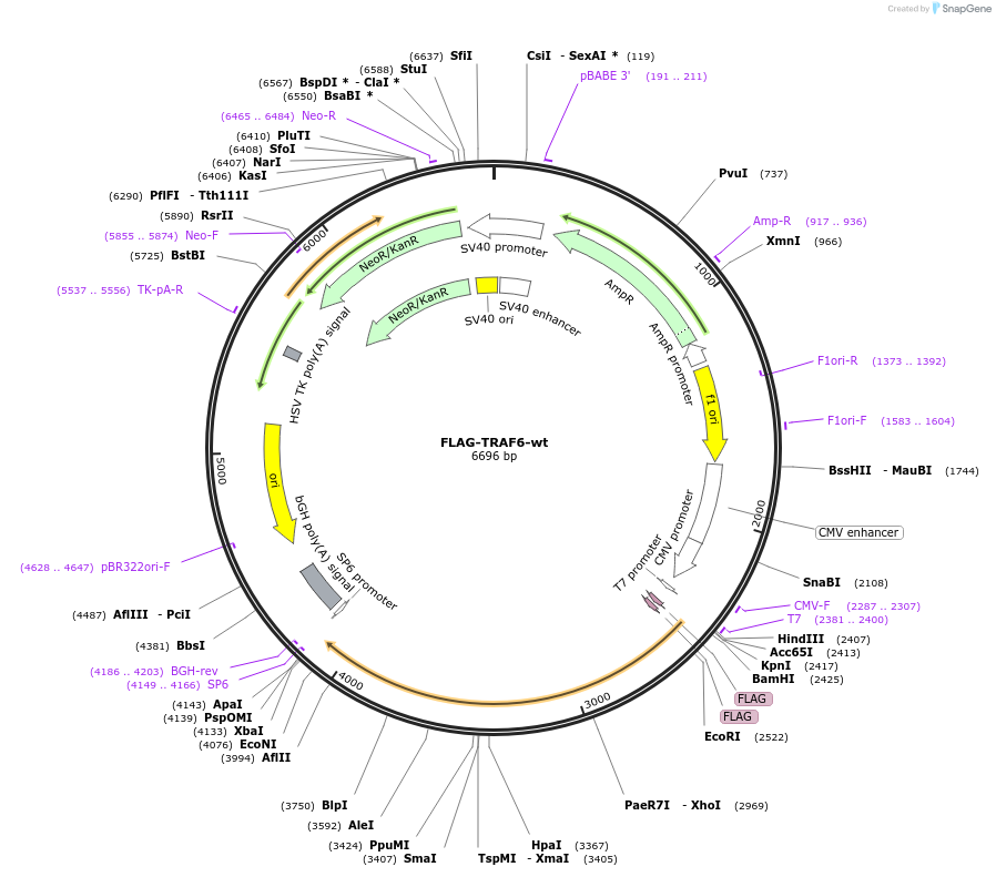 21624-plasmid-map-sequence-id-364555