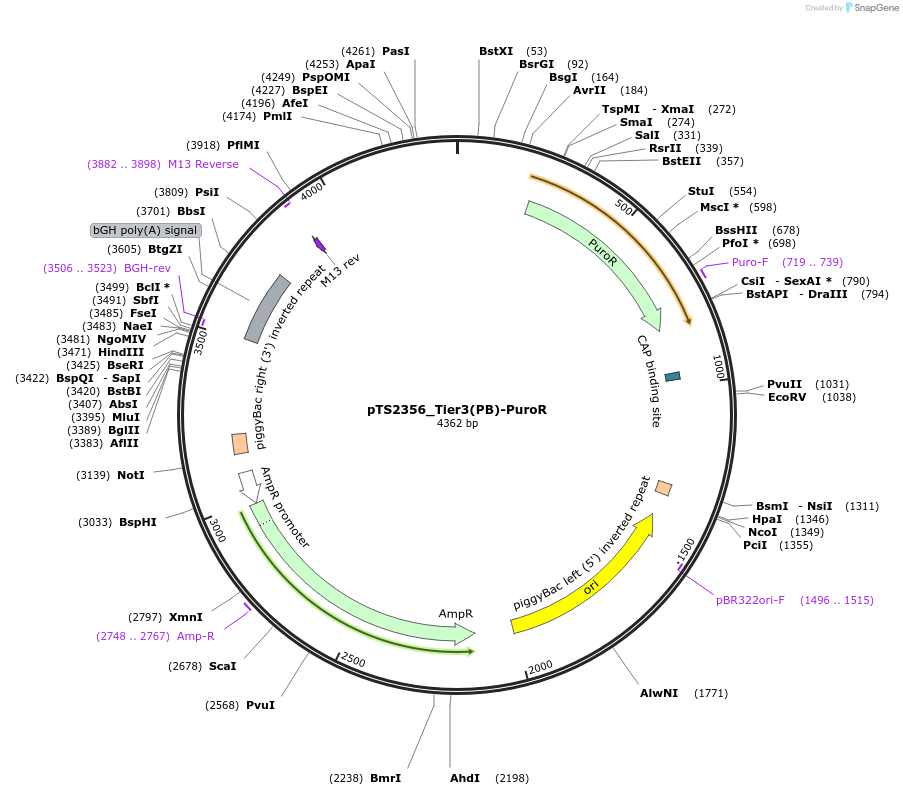 169655-plasmid-map-sequence-id-364560