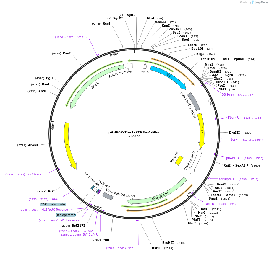 169594-plasmid-map-sequence-id-364567