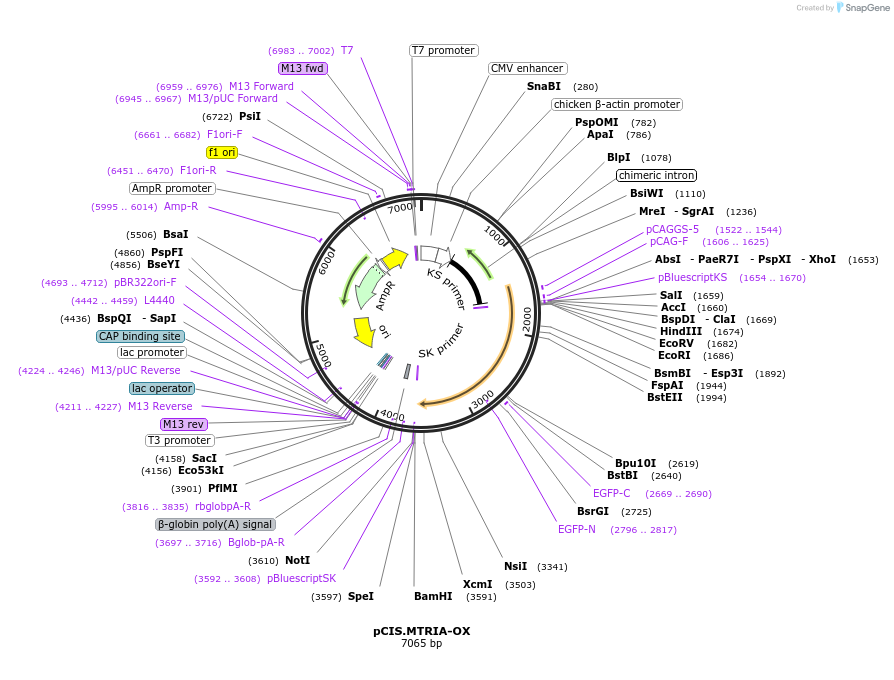 184615-plasmid-map-sequence-id-364574