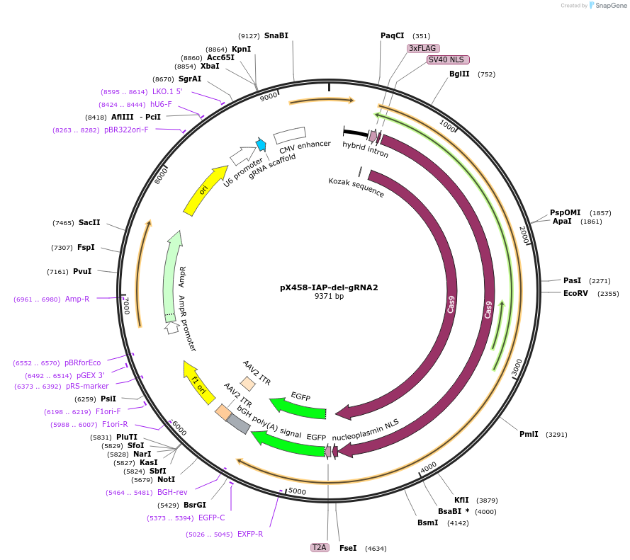 185003-plasmid-map-sequence-id-364580