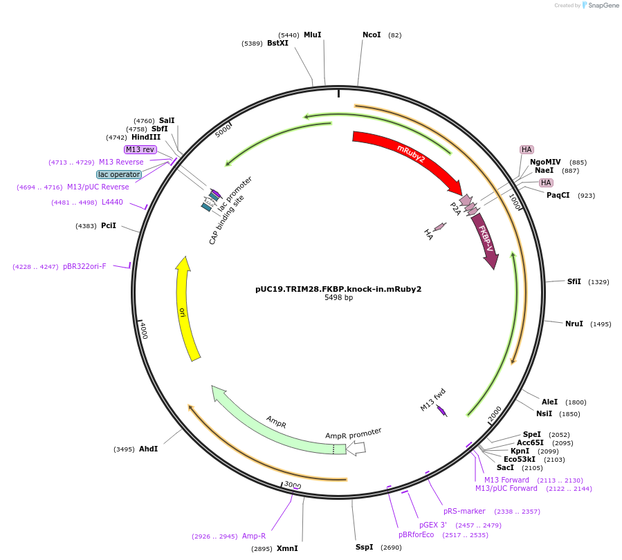 185008-plasmid-map-sequence-id-364583