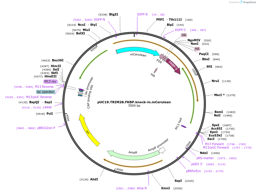 185009-plasmid-map-sequence-id-364584
