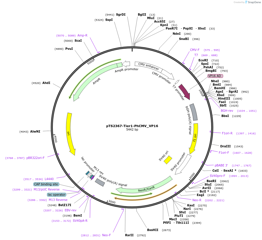 169568-plasmid-map-sequence-id-364586