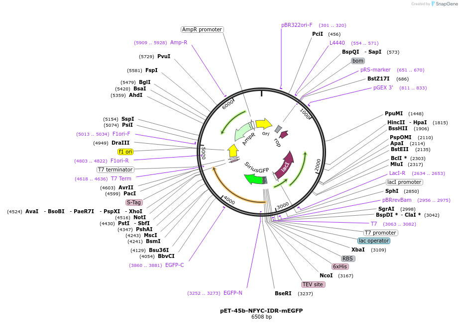185015-plasmid-map-sequence-id-364591