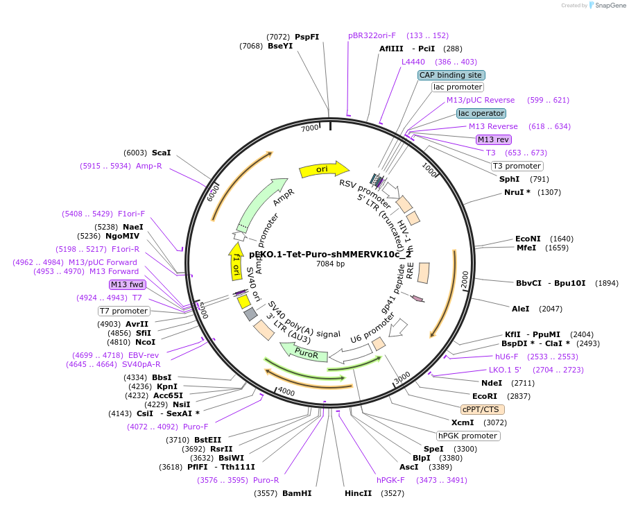 185021-plasmid-map-sequence-id-364601