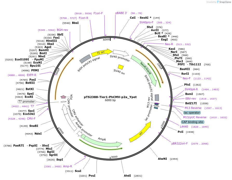 169525-plasmid-map-sequence-id-364608