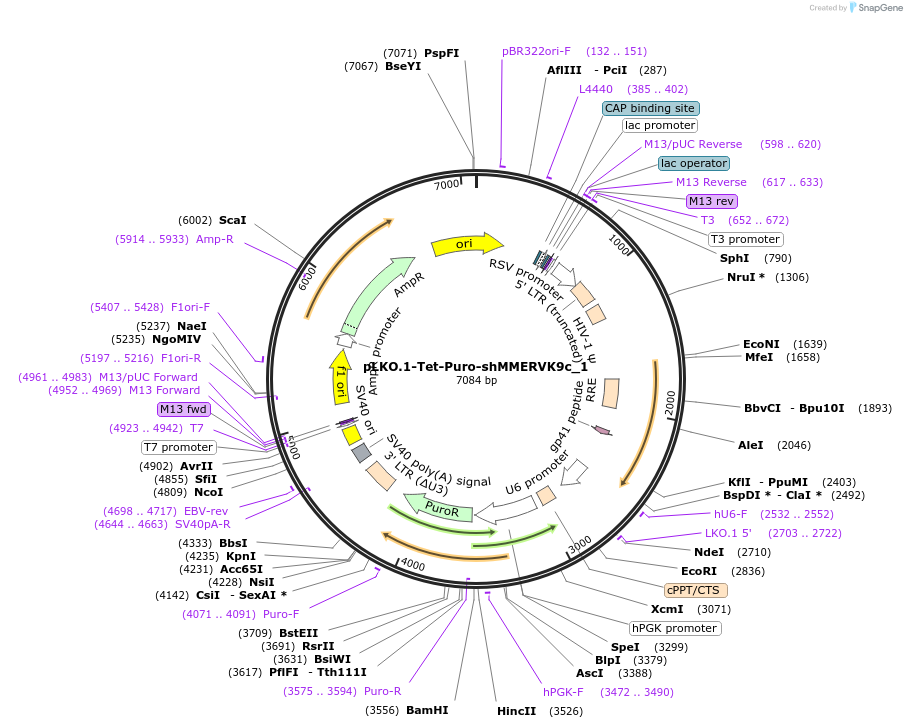 185022-plasmid-map-sequence-id-364610