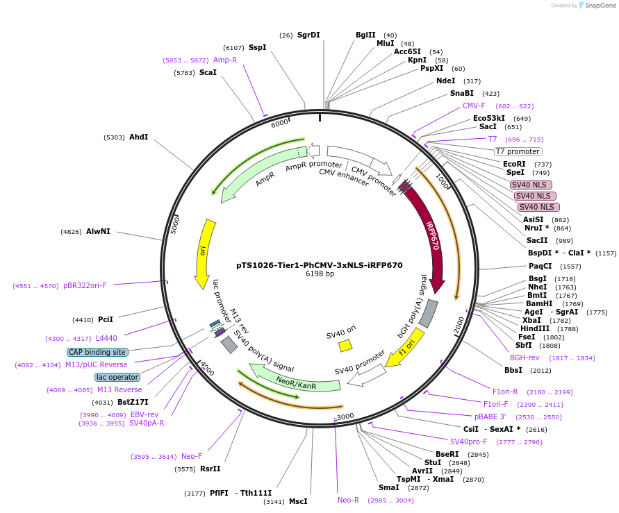 169532-plasmid-map-sequence-id-364613