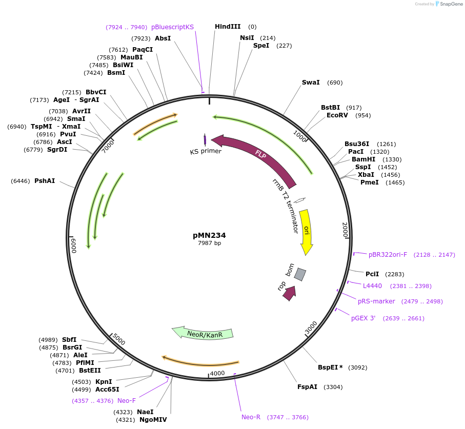 32108-plasmid-map-sequence-id-36462