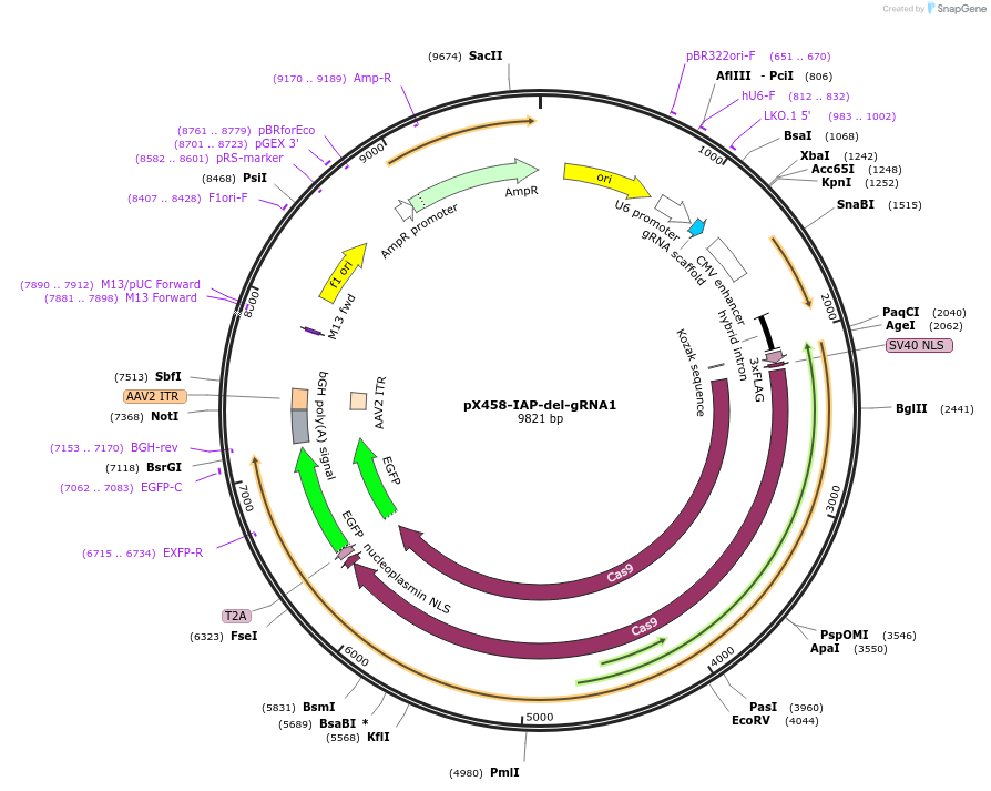 185002-plasmid-map-sequence-id-364645