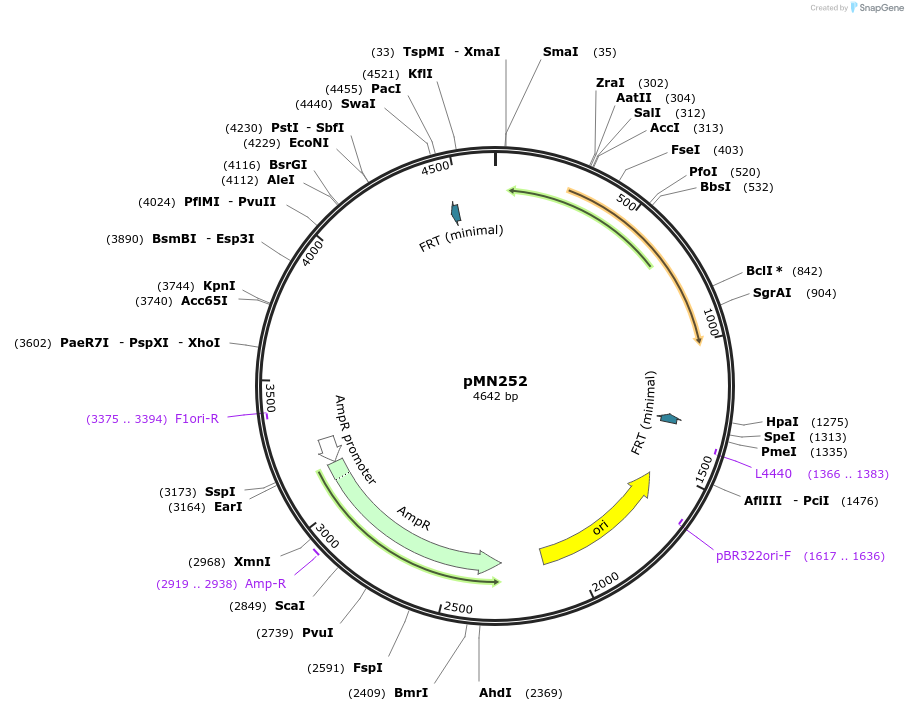32177-plasmid-map-sequence-id-36465