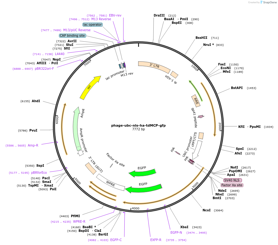40649-plasmid-map-sequence-id-364659