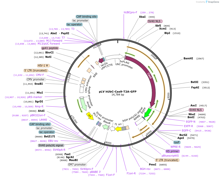 53190-plasmid-map-sequence-id-364661