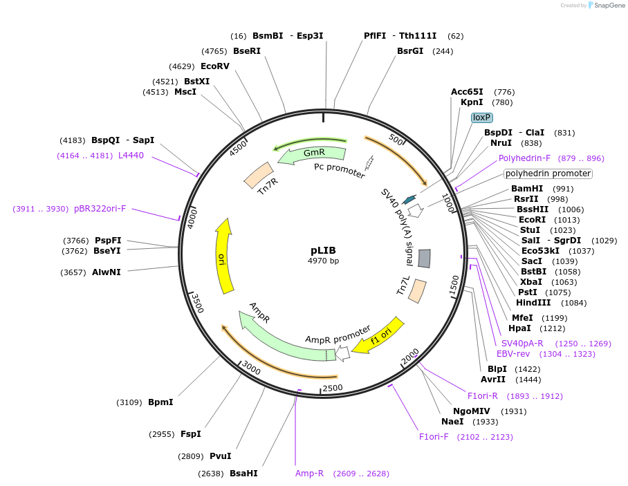 80610-plasmid-map-sequence-id-364662