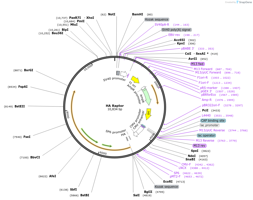 8513-plasmid-map-sequence-id-364663