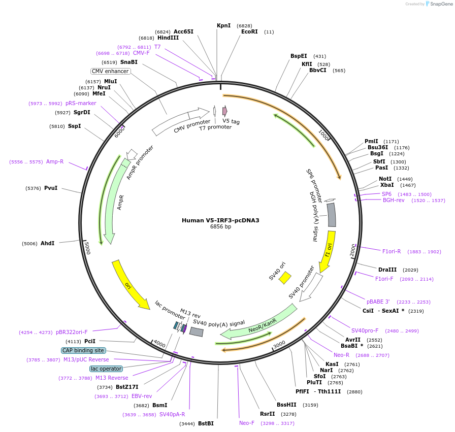 32713-plasmid-map-sequence-id-364669