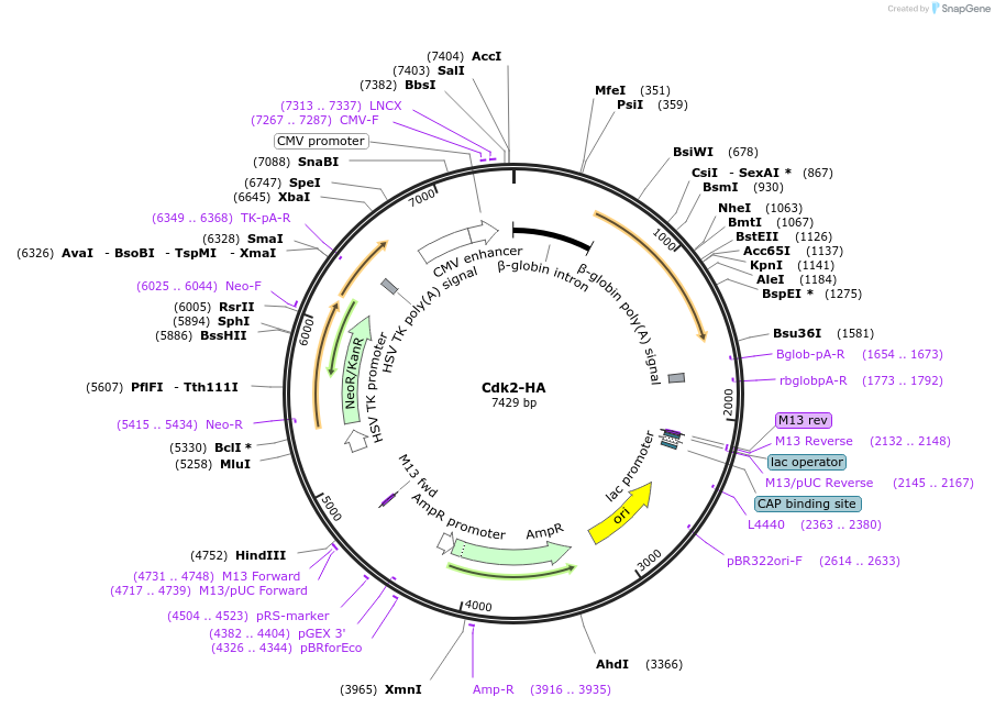 1884-plasmid-map-sequence-id-364670