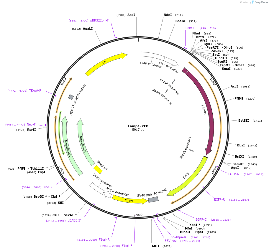 1816-plasmid-map-sequence-id-364671