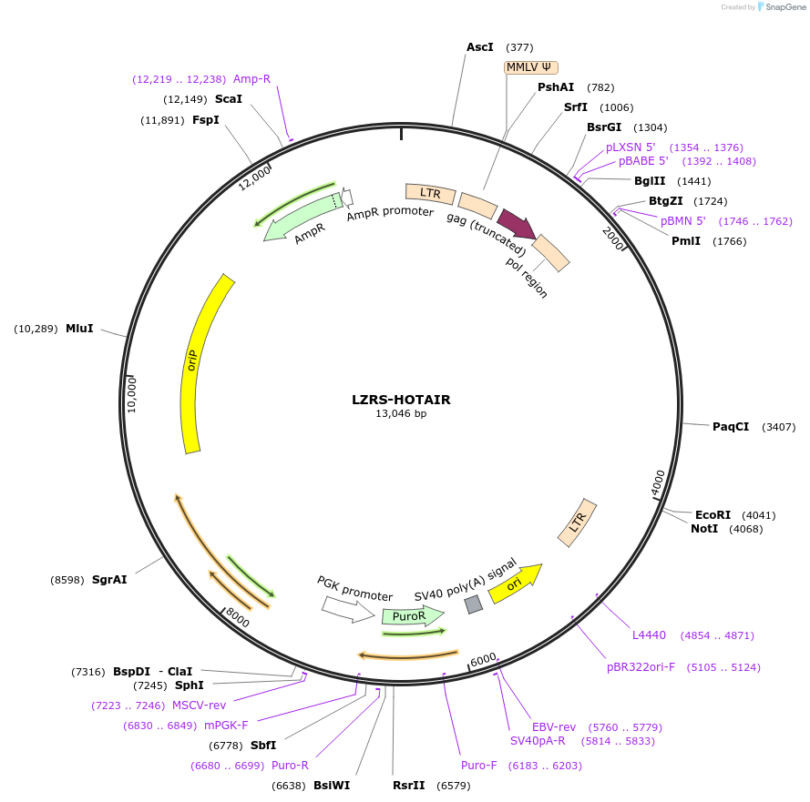 26110-plasmid-map-sequence-id-364672