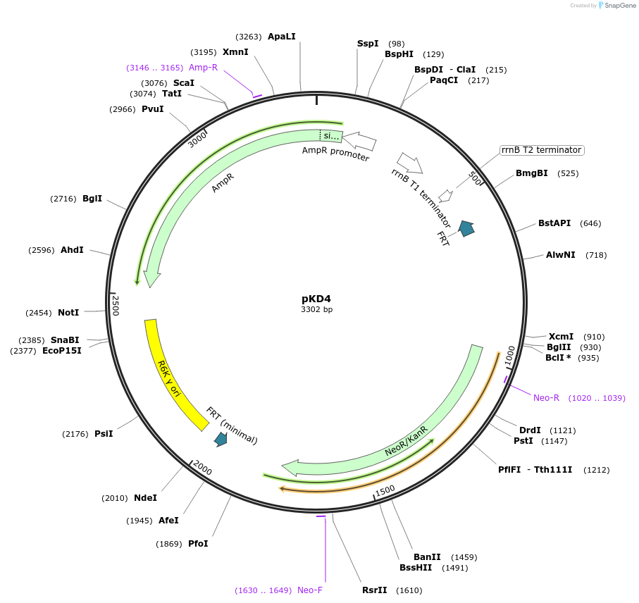 45605-plasmid-map-sequence-id-364674