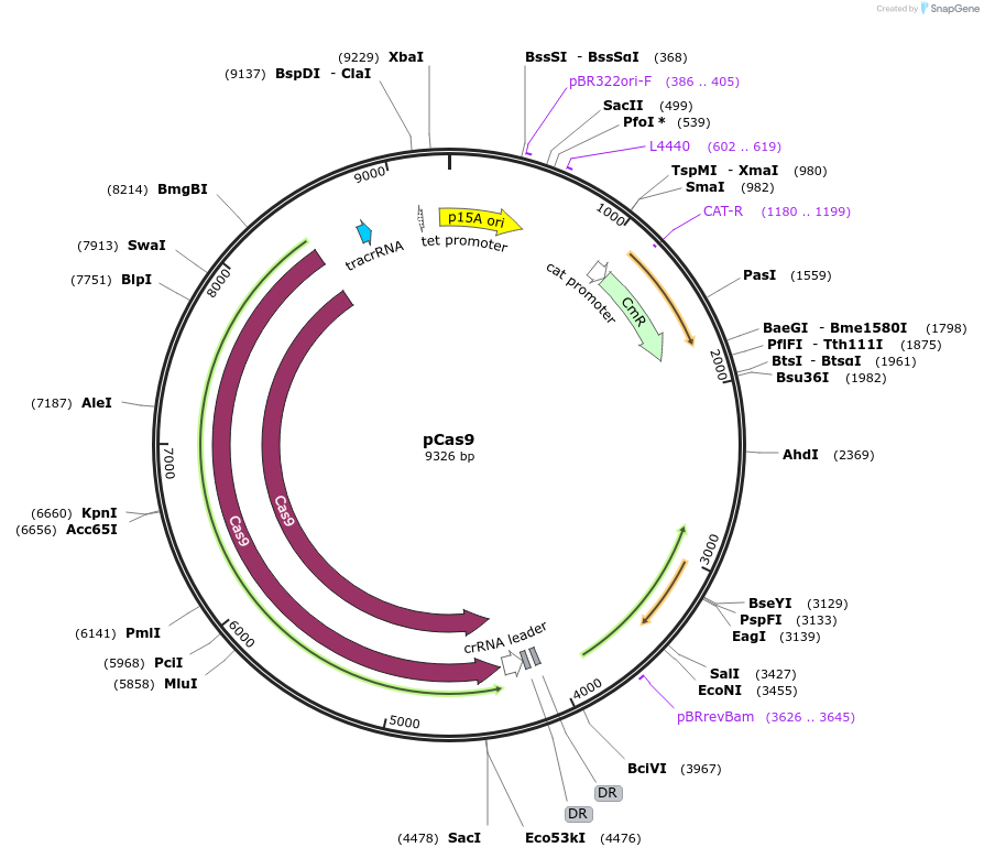 42876-plasmid-map-sequence-id-364678