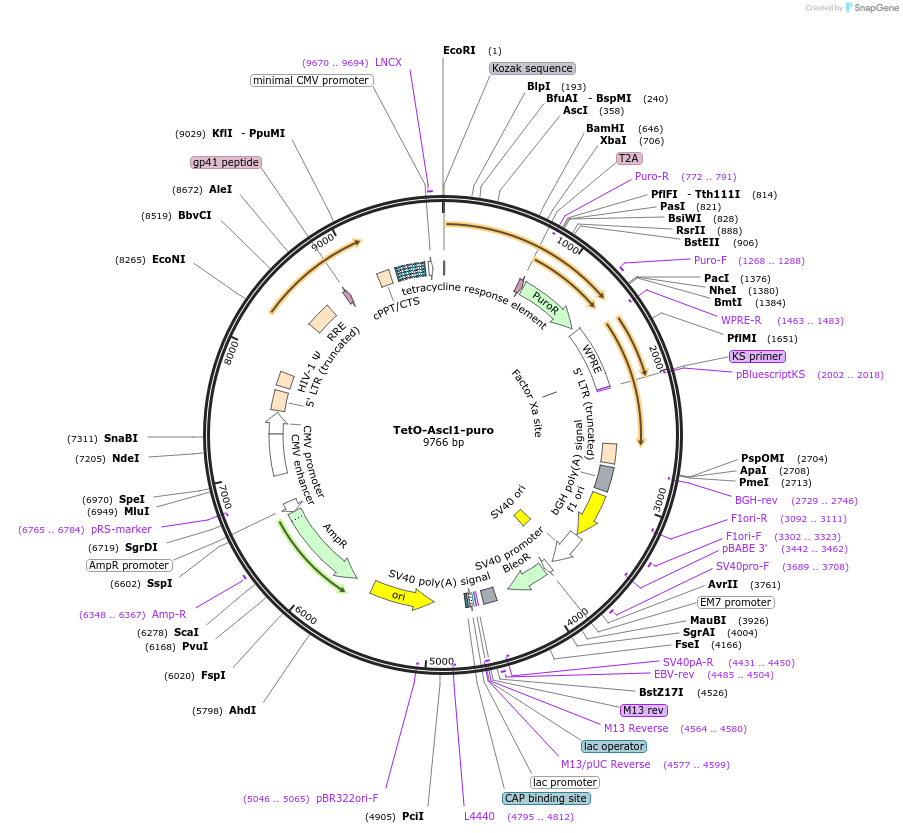 97329-plasmid-map-sequence-id-364686