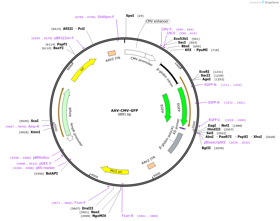67634-plasmid-map-sequence-id-364688