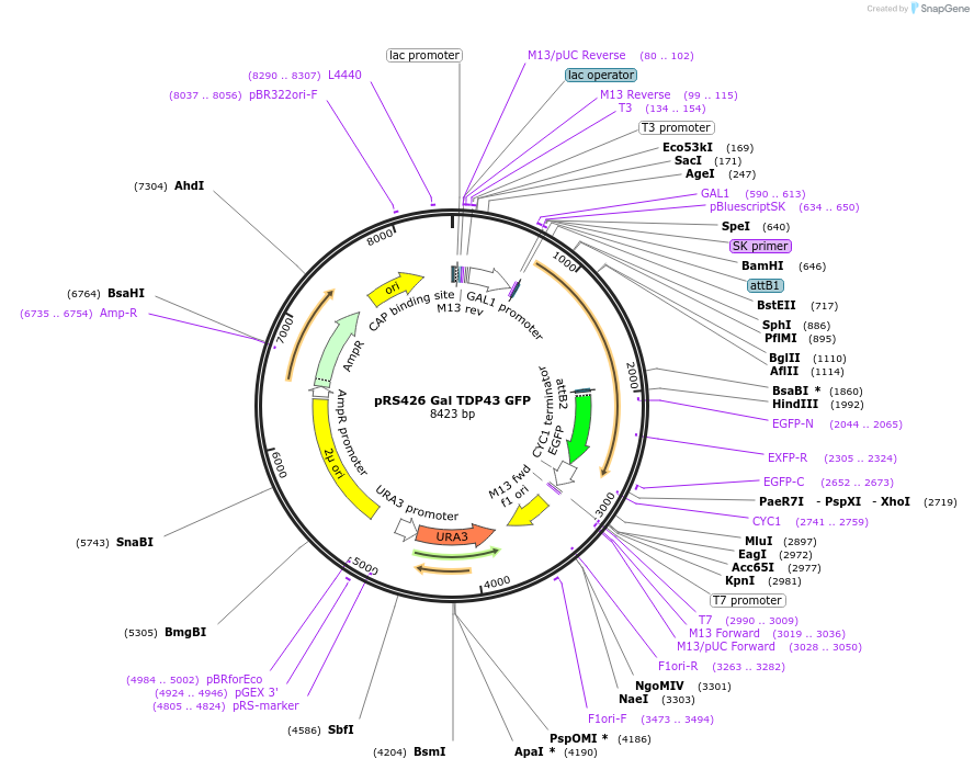 27467-plasmid-map-sequence-id-364717