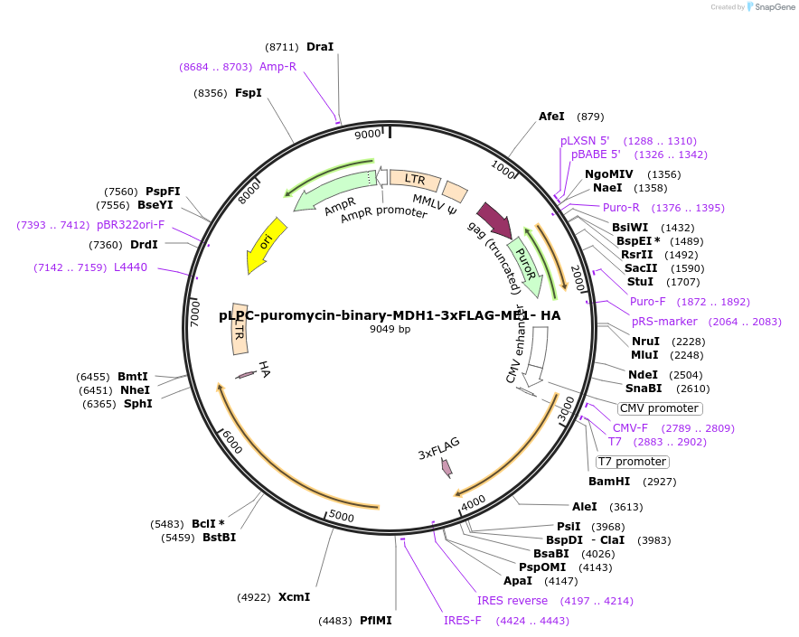 184549-plasmid-map-sequence-id-364834