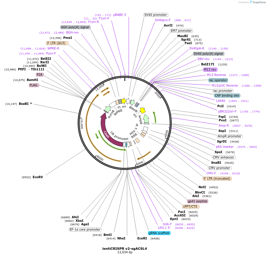 186024-plasmid-map-sequence-id-364861