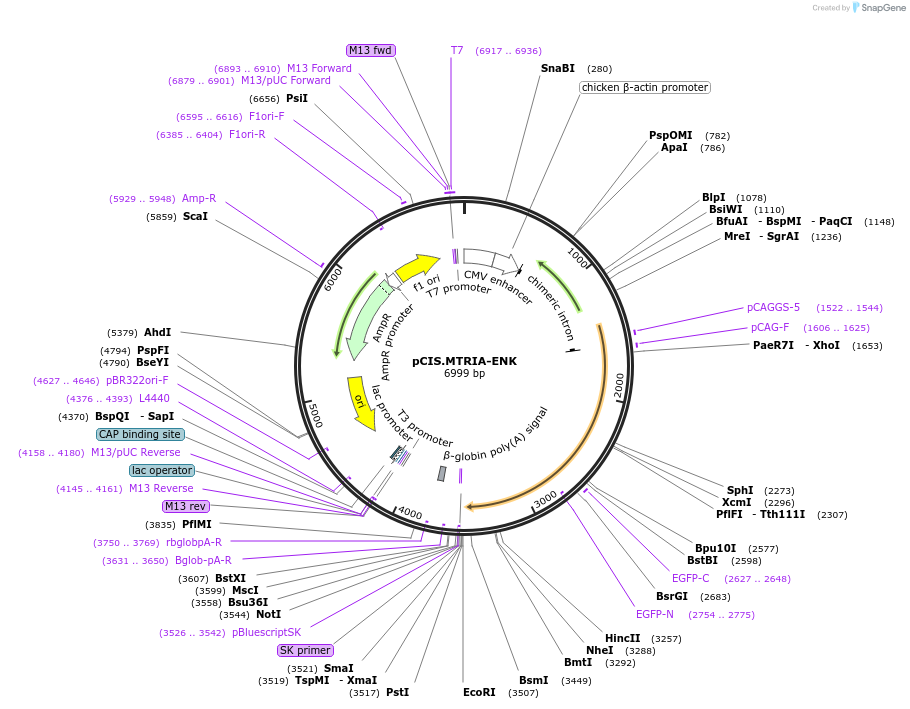 184604-plasmid-map-sequence-id-364868