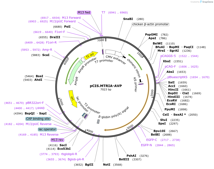 184600-plasmid-map-sequence-id-364869