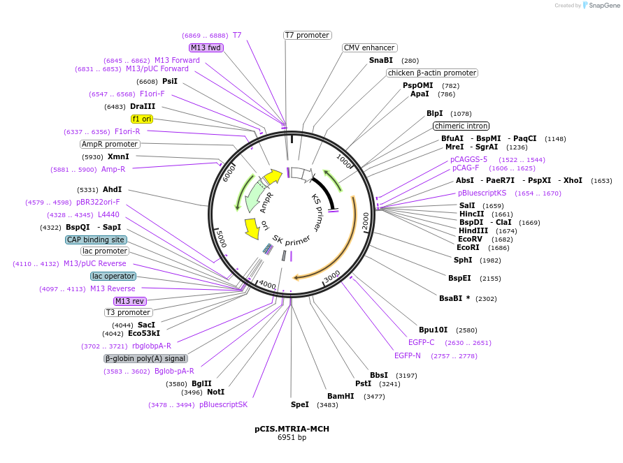 184606-plasmid-map-sequence-id-364870
