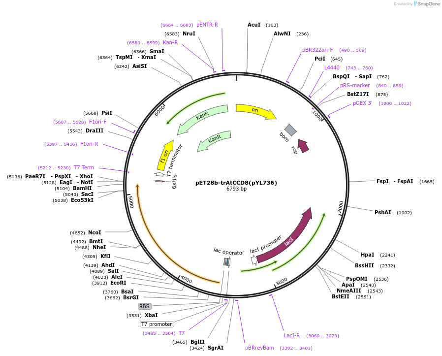 178287-plasmid-map-sequence-id-364871