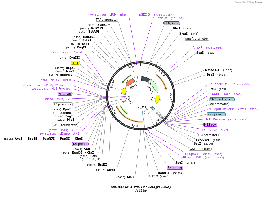 178297-plasmid-map-sequence-id-364872