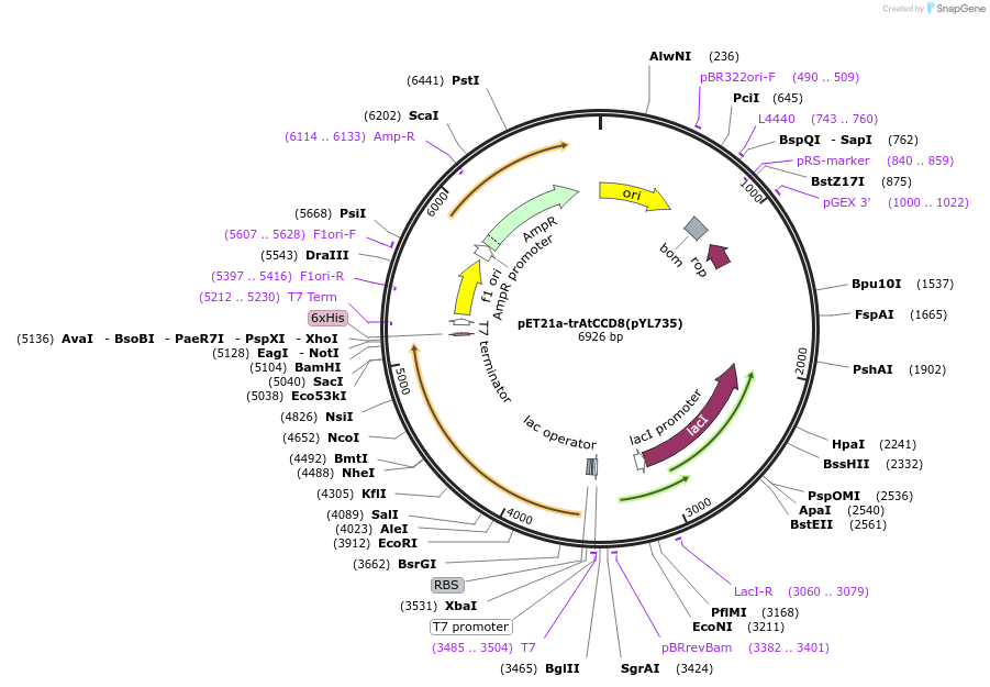 178286-plasmid-map-sequence-id-364873